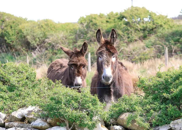 Dom wakacyjny Wild Sea